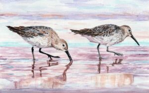 RISD CE courses for adults - painting of white-rumped sandpipers by student Peggy Kaszas