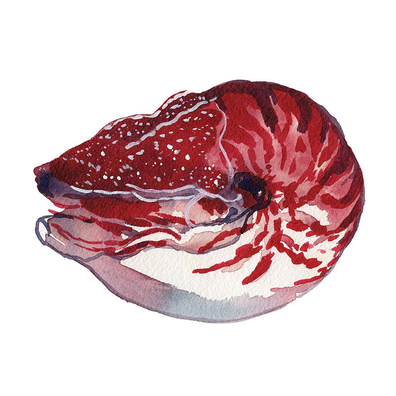 Painting of a shell
