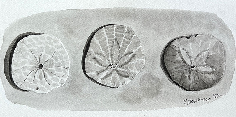Black and white drawing of shells.