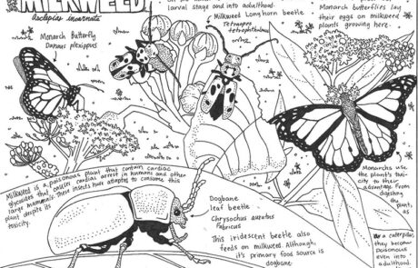 Eve Feldman, Natural Science Illustration