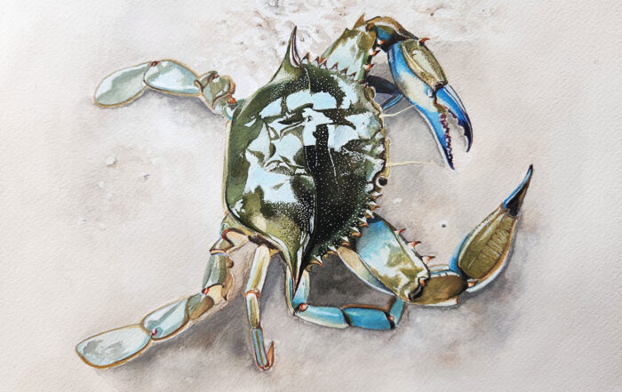 Watercolor painting of a crab.