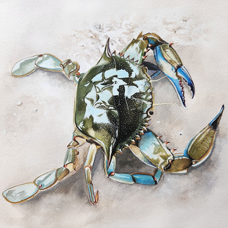A watercolor painting of a crab.