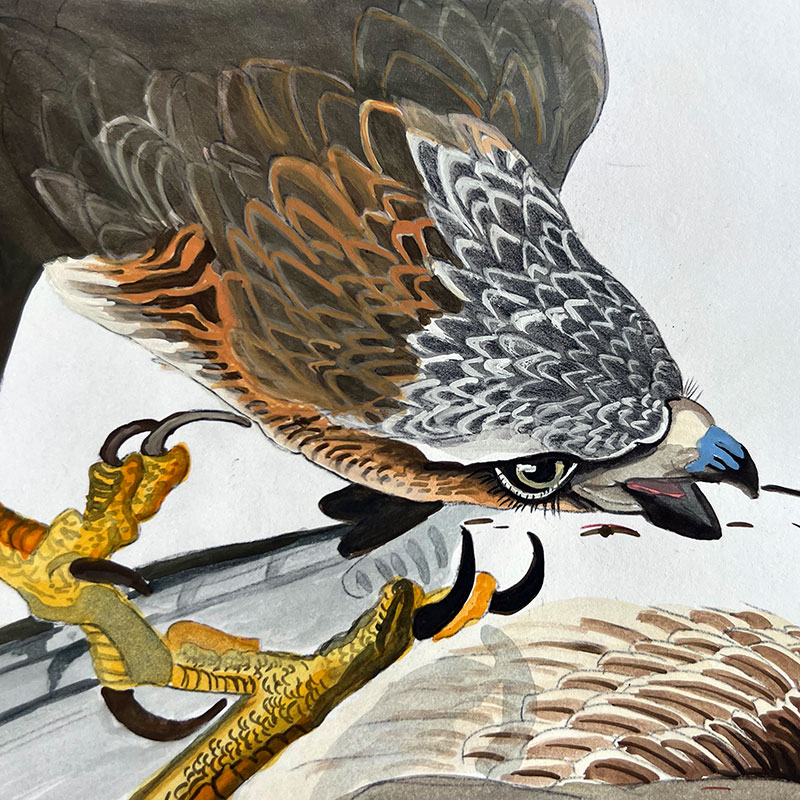 An illustration of a raptor.
