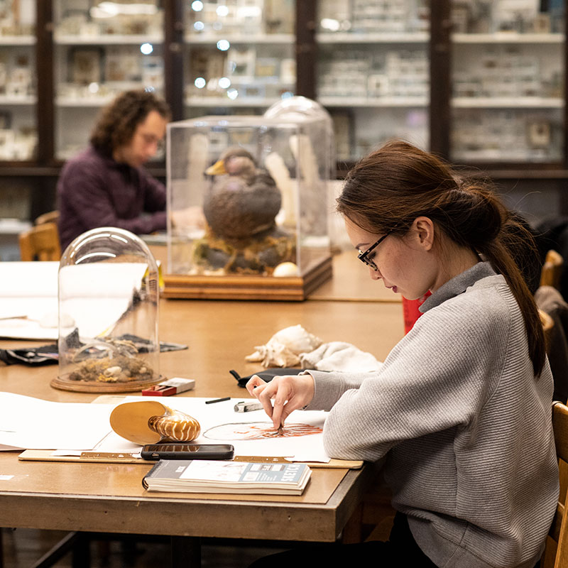 A woman and a man draw from specimens of a shell and a bird in the RISD Nature Lab.