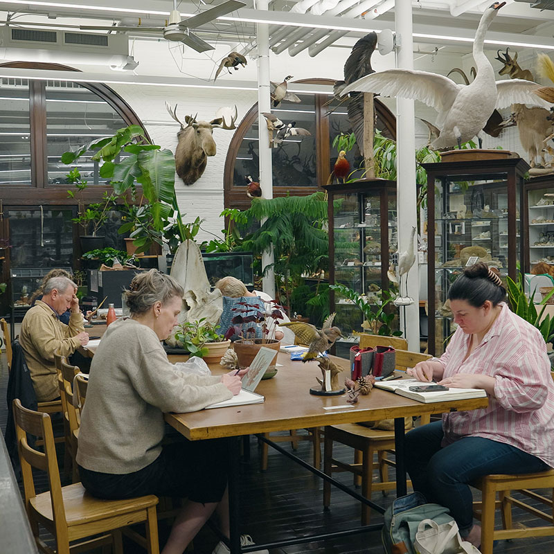 Adult students drawing natural specimens while sitting at a table in the Nature Lab.
