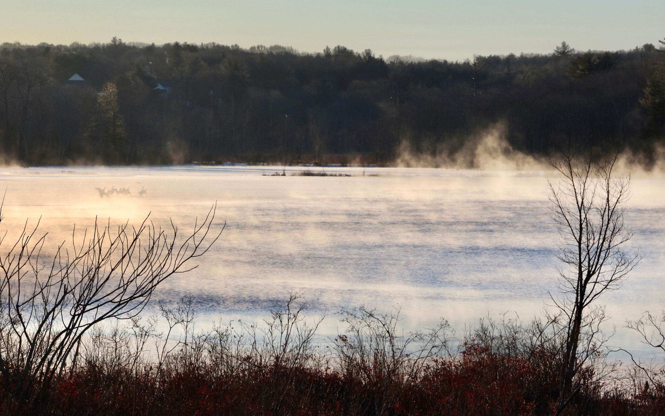 photograph of water with geese and mist, with trees in the background